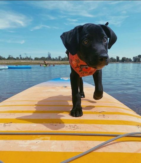 cute dog on an inflatable paddle board, not an inflatable kayak.