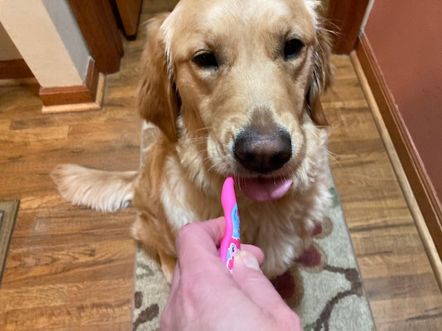 pet toothpaste, start brushing, pet