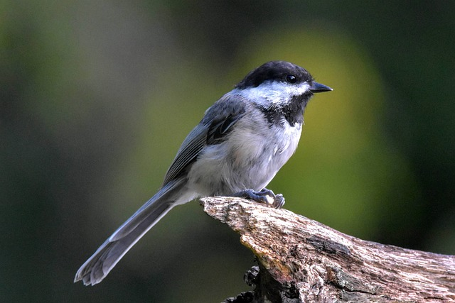 black-capped chickadee, bird, perched