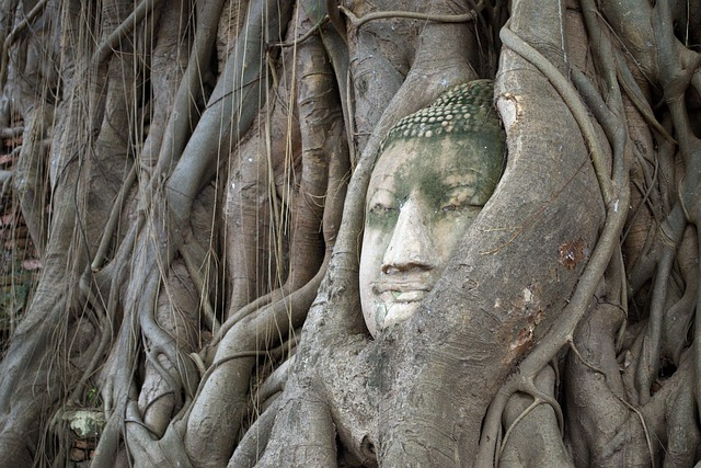 buddha head, bodhi tree, ayutthaya