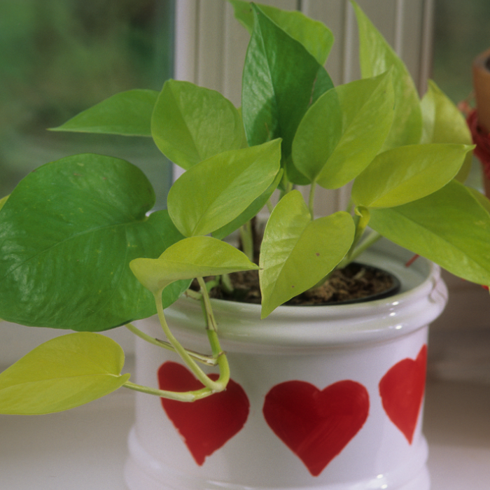 Golden Pothos with heart-shaped leaves
