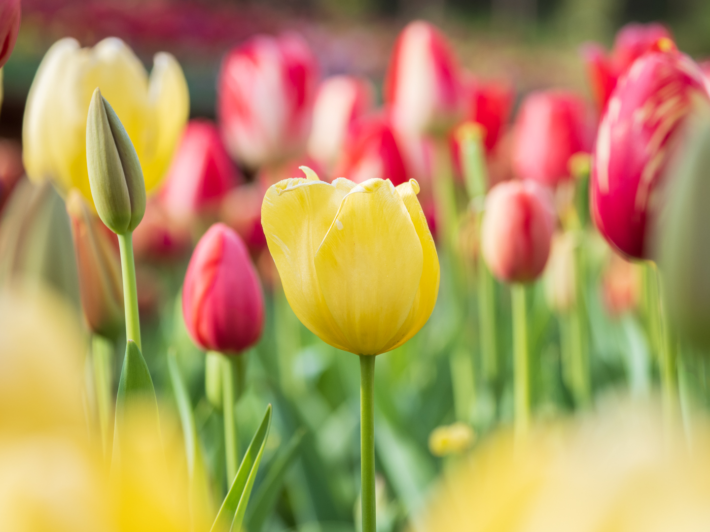 Tulip festival - Activities for the disabled Araluen