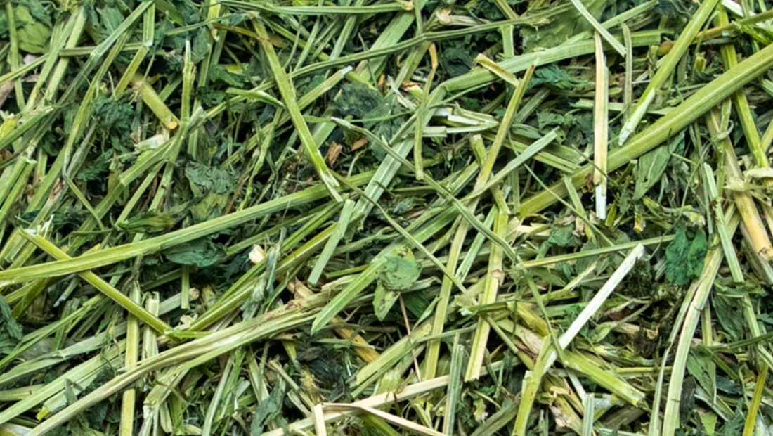 why young rabbits need higher protein hay