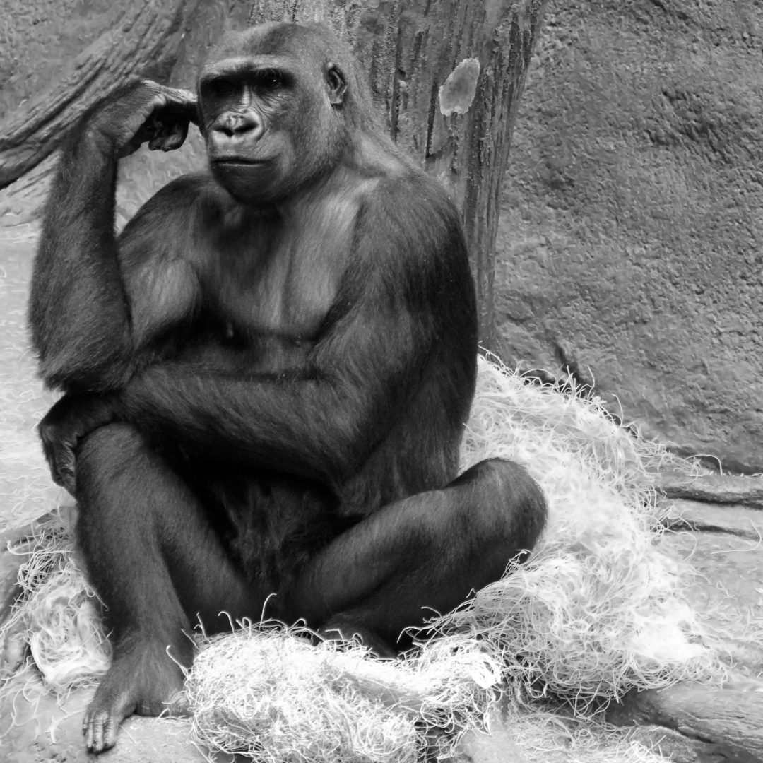 A gorilla sits in a pose that is evocative of Rodin's "The Thinker."