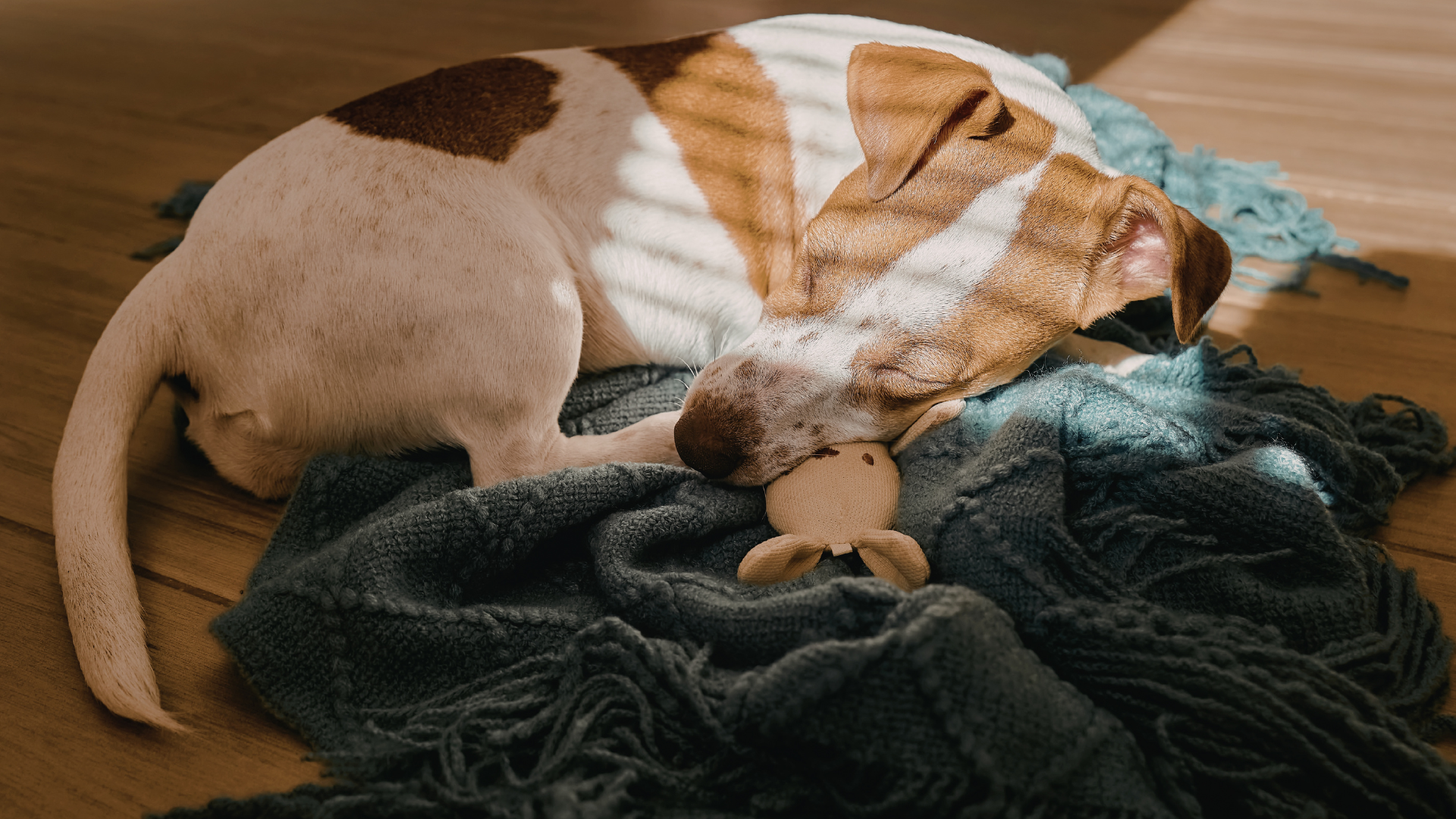 Hund, Vierbeiner, Hundeschnupfen,