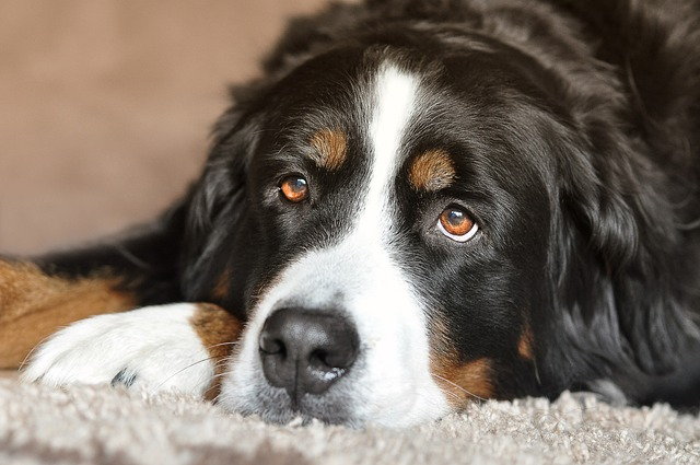 dog, female dog, bernese mountain dog