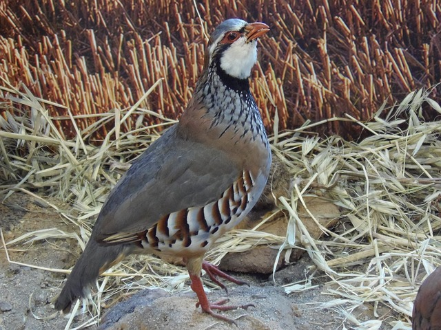 partridge, bird, wild