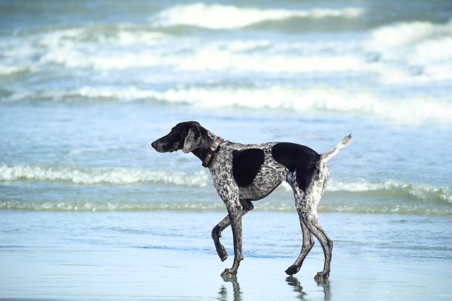 beach, ocean, sea