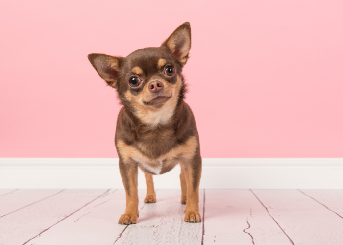 A cute Chihuahua with a brown nose, one of the popular dog breeds with brown noses