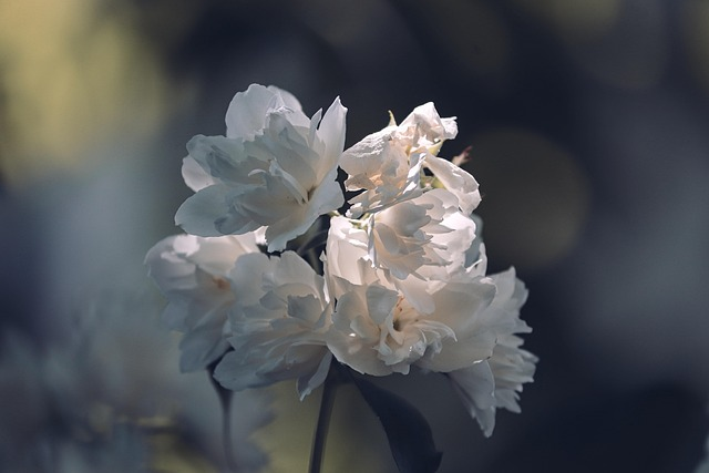 jasmine, flowers, white flowers