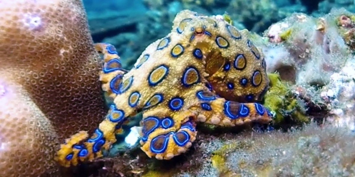 common dangerous animals in the ocean