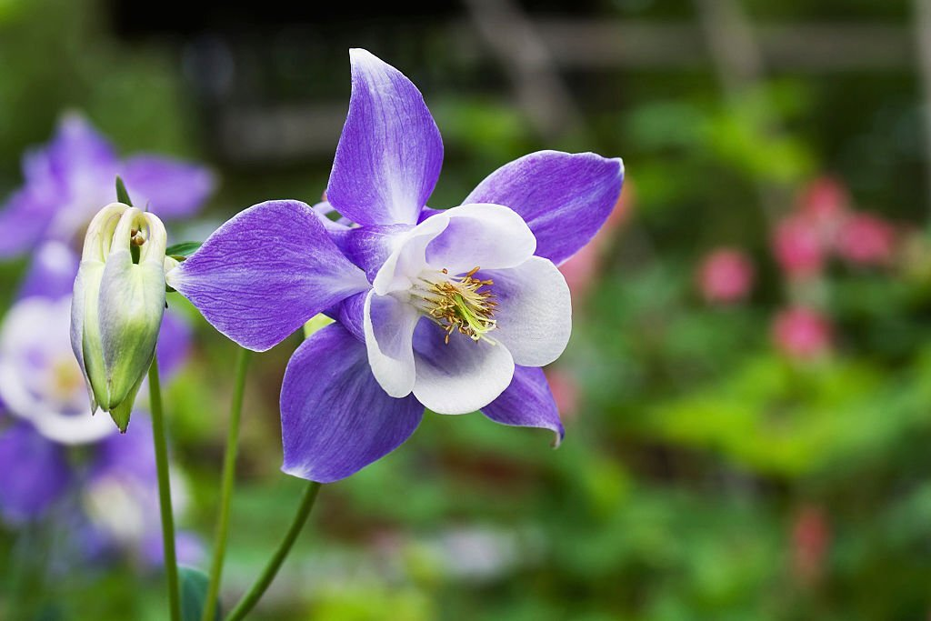 28 Beautiful Flower Names That Start With A 27