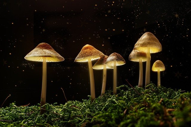 Poisonous mushrooms,psilocybin mushroom use