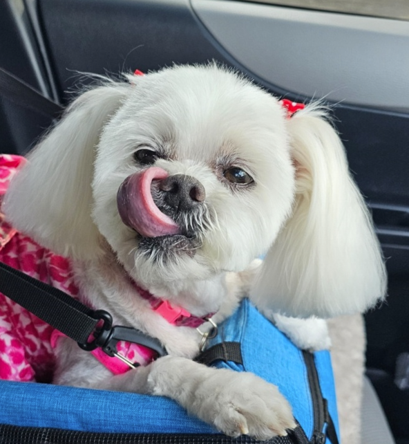 Dog licking her own nose