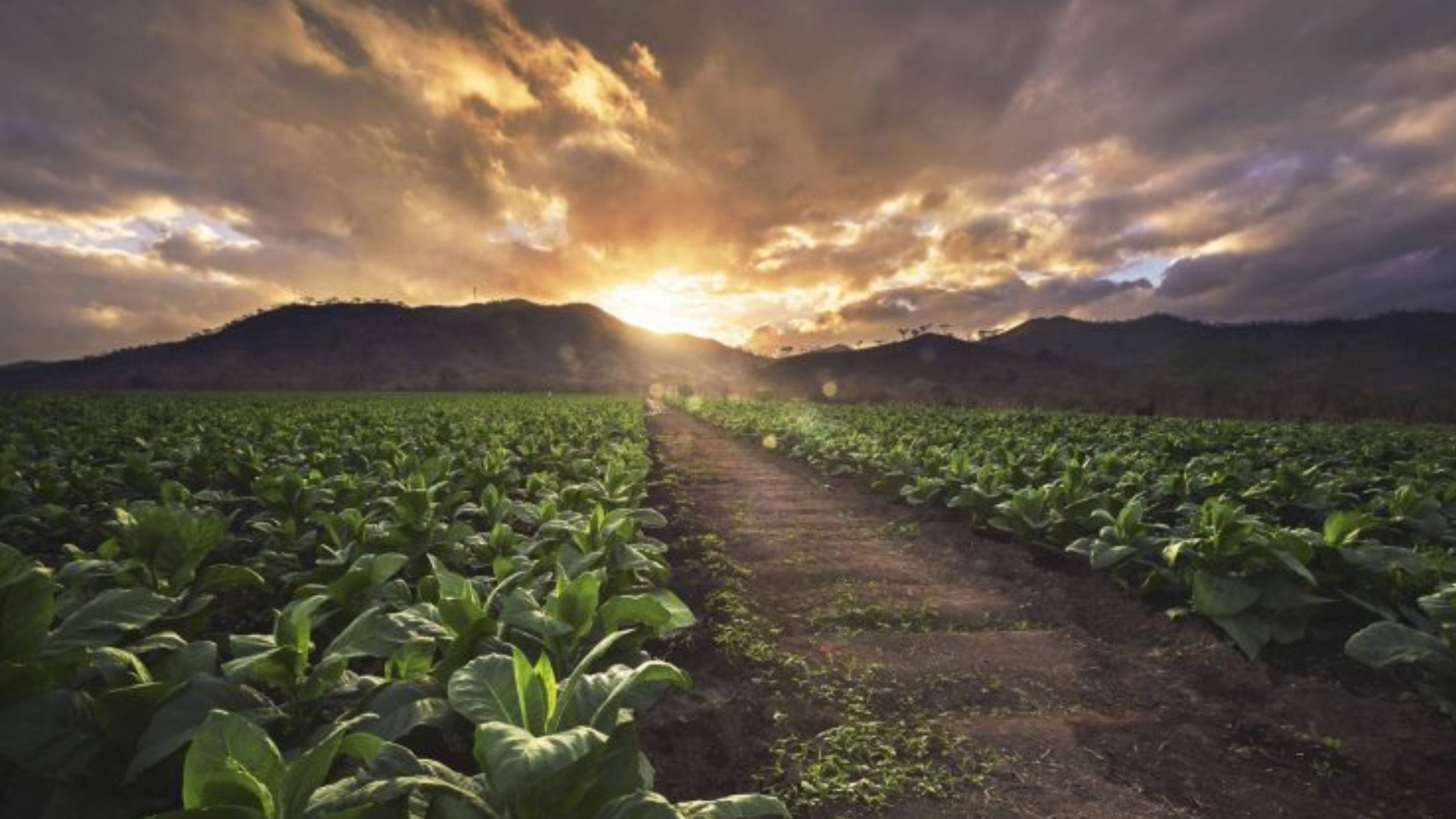 Continue Exploring Cigar Regions