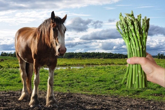 horse owner holding raw asparagus wondering if horses eat asparagus