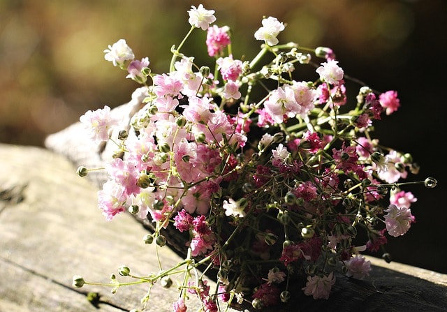 bag of gypsophila, gypsophila, bag, ornamental flower, 4k wallpaper, rose flower, beautiful flowers, floral background, ornamental plant, full hd wallpaper, flower, mac wallpaper, wallpaper hd, beautiful wallpaper, windows wallpaper, blossoms, nature, white flowers, pink flowers, flower background, rose flowers, hd wallpaper, laptop wallpaper, background, wallpaper 4k, background image, floral greeting, rose, pink, free wallpaper, 4k wallpaper 1920x1080, happy mothers day, free background, desktop backgrounds, lichtspiel, love, romance, dianthus, romantic, cool backgrounds, valentine's day, gypsum herb, flower wallpaper, bag of flowers, bag with bow, tender, sunlight