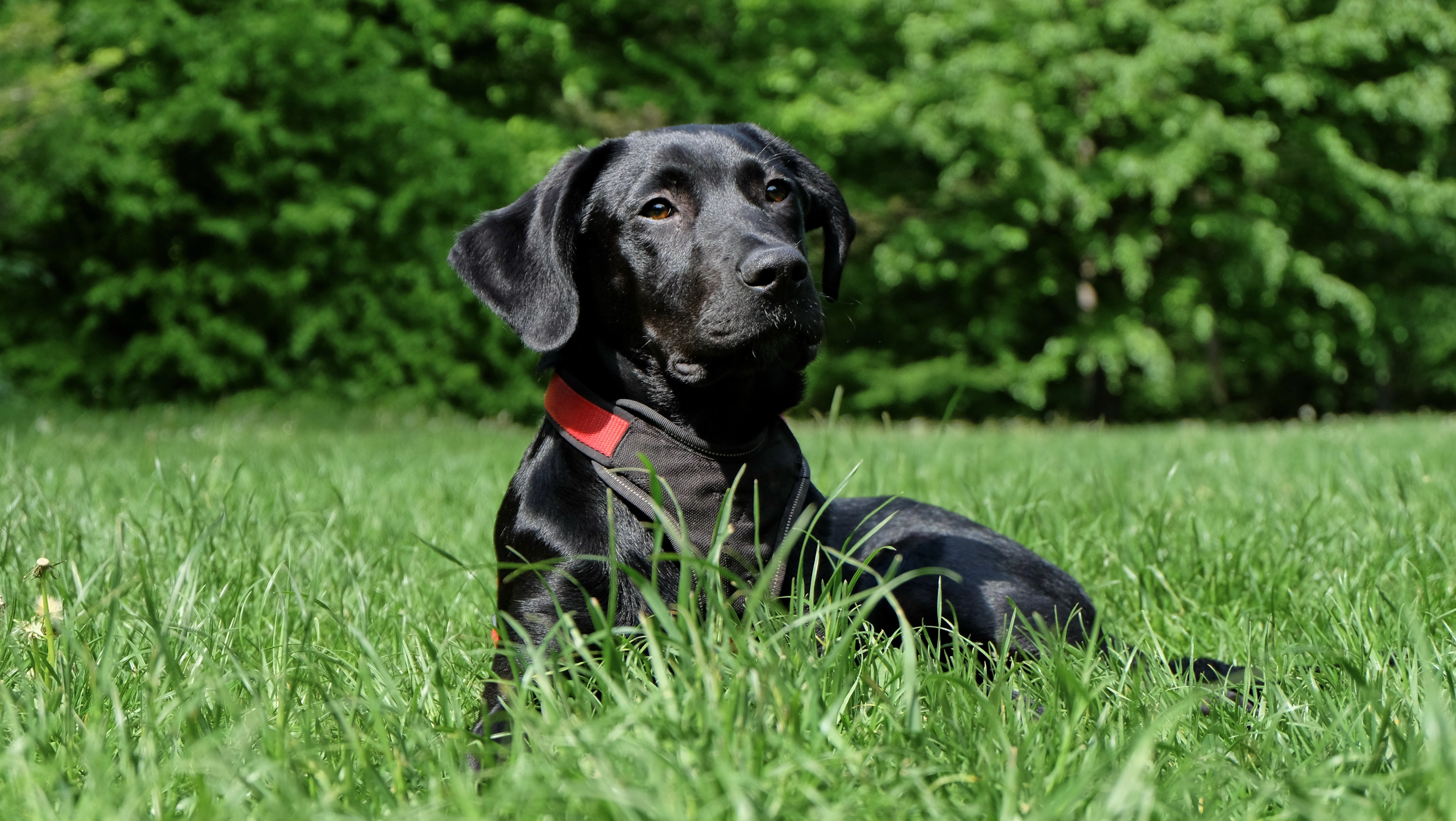 The St John's water dog may look like a black labrador retriever if seen upclose (with a time machine). 