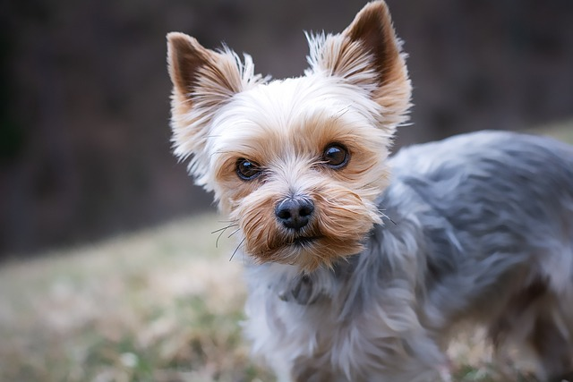 yorkshire terrier, dog, pet