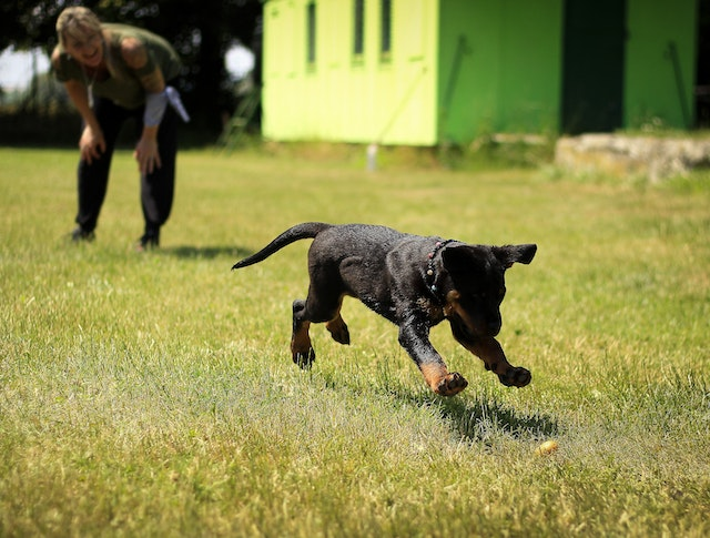 Best dog food shop for zinc deficiency