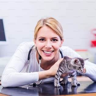 Medische hulp aan kat