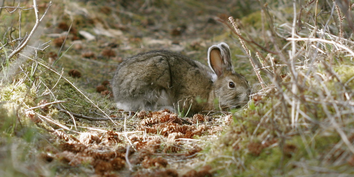 interesting animals in Denali National Park