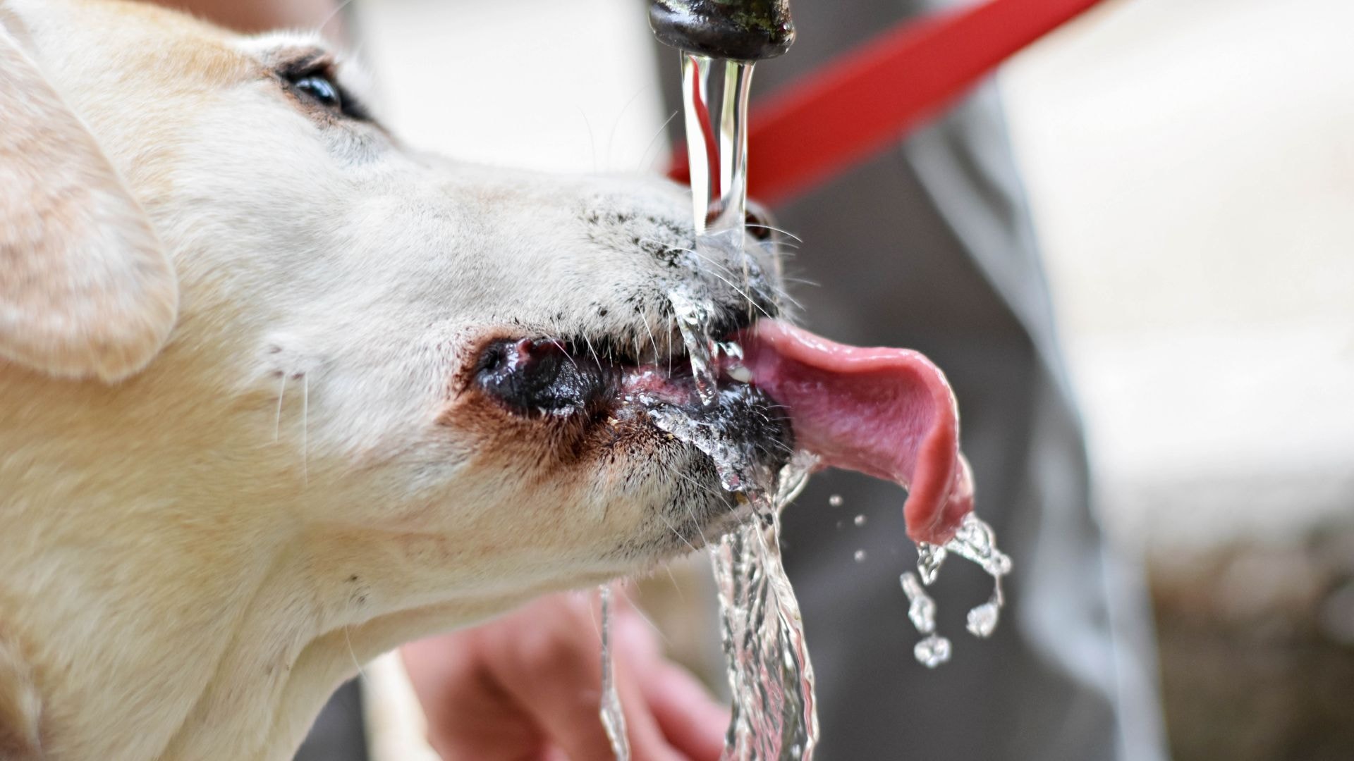 Pies o rasie Labrador pijący wodę z kranu