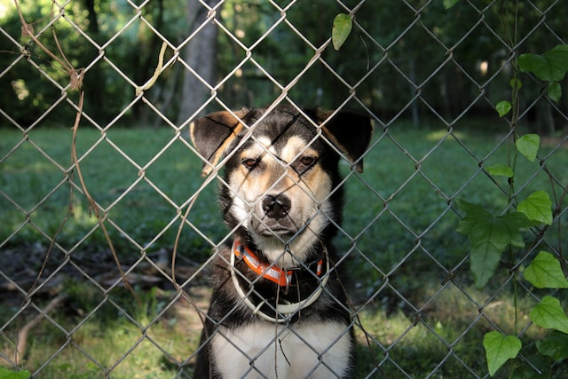 Black And White Short Coated Dog Inside The Fence