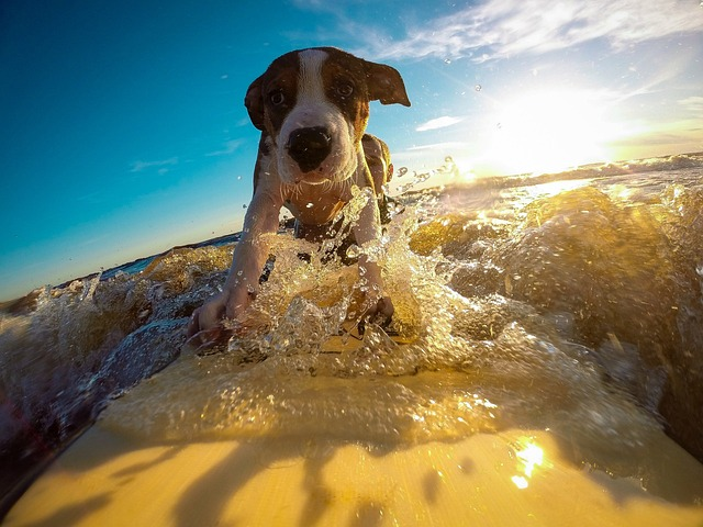 dog, surfing, water
