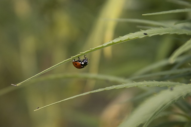 lady bug on a cannabis leaf surrounded by industrial hemp plants