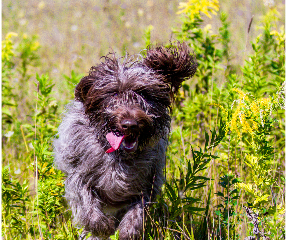A wirehaired Pointing Griffon running towards the camera 
