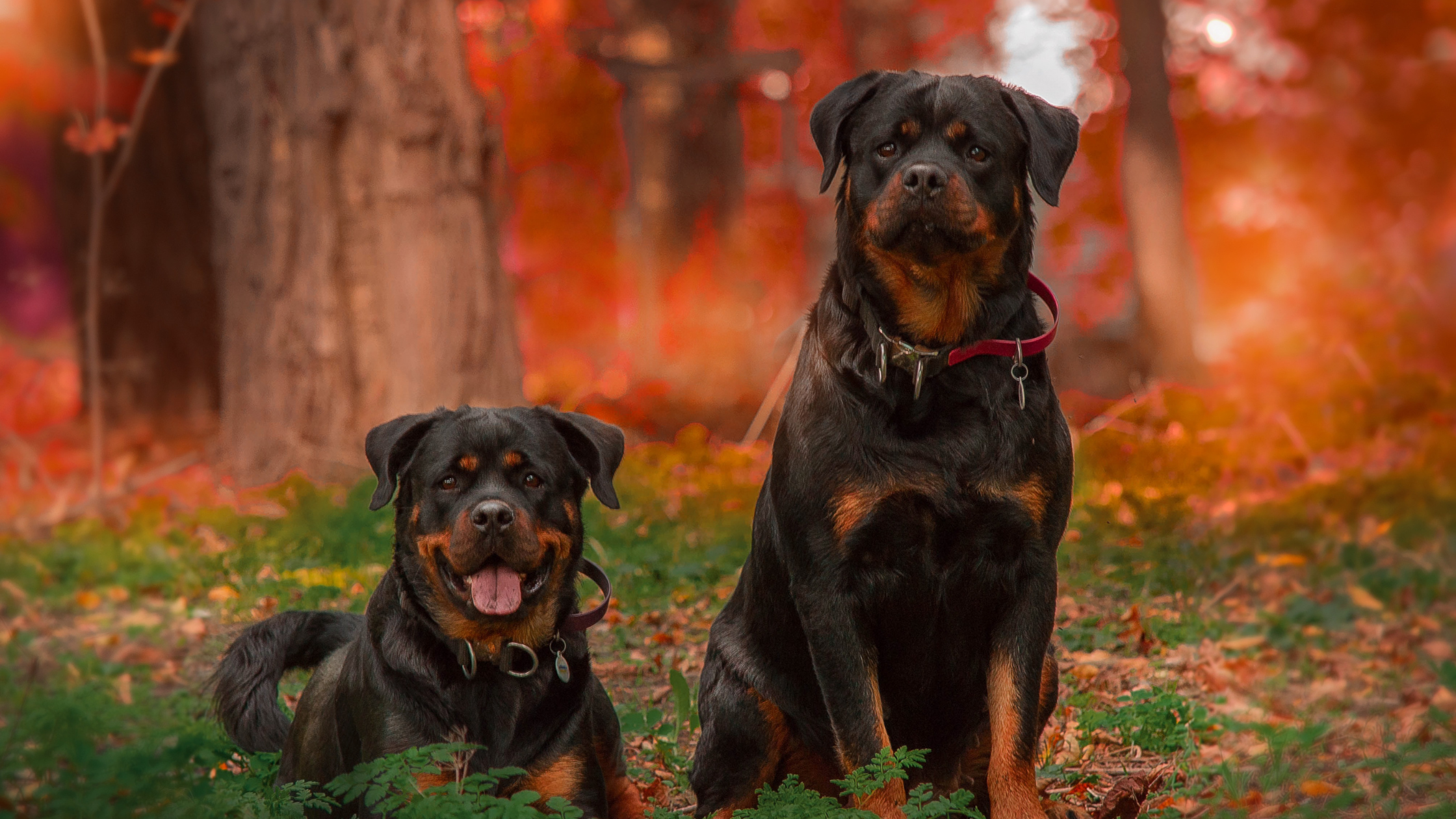 Two Rottweilers sitting by a forest with a hazy background
