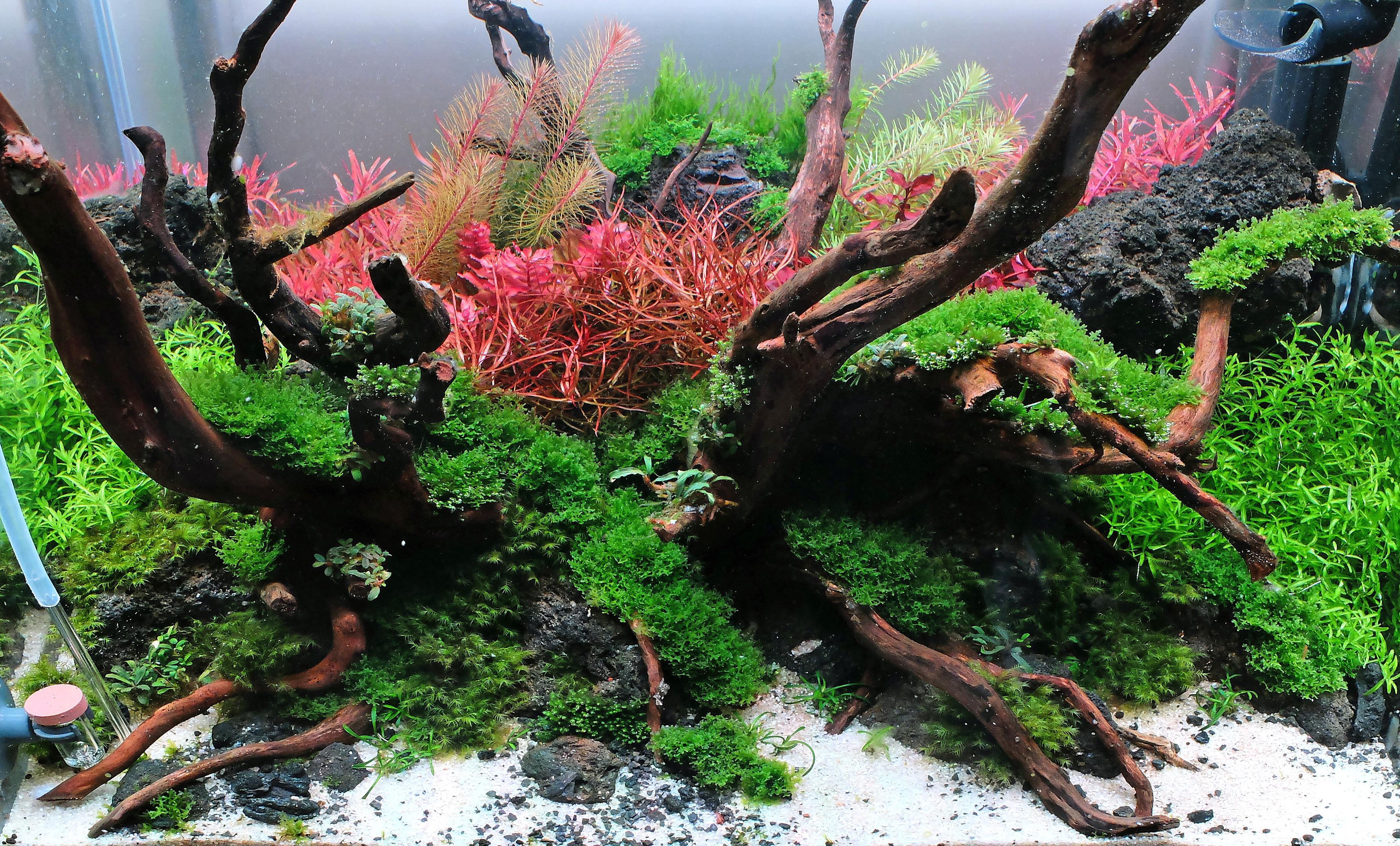 Nature Style aquarium with moss and red Ludwigia arcuata in the center