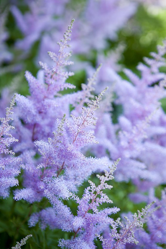28 Beautiful Flower Names That Start With A 23