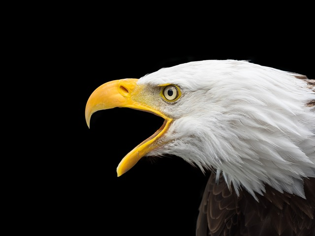 bald eagle, head, raptor