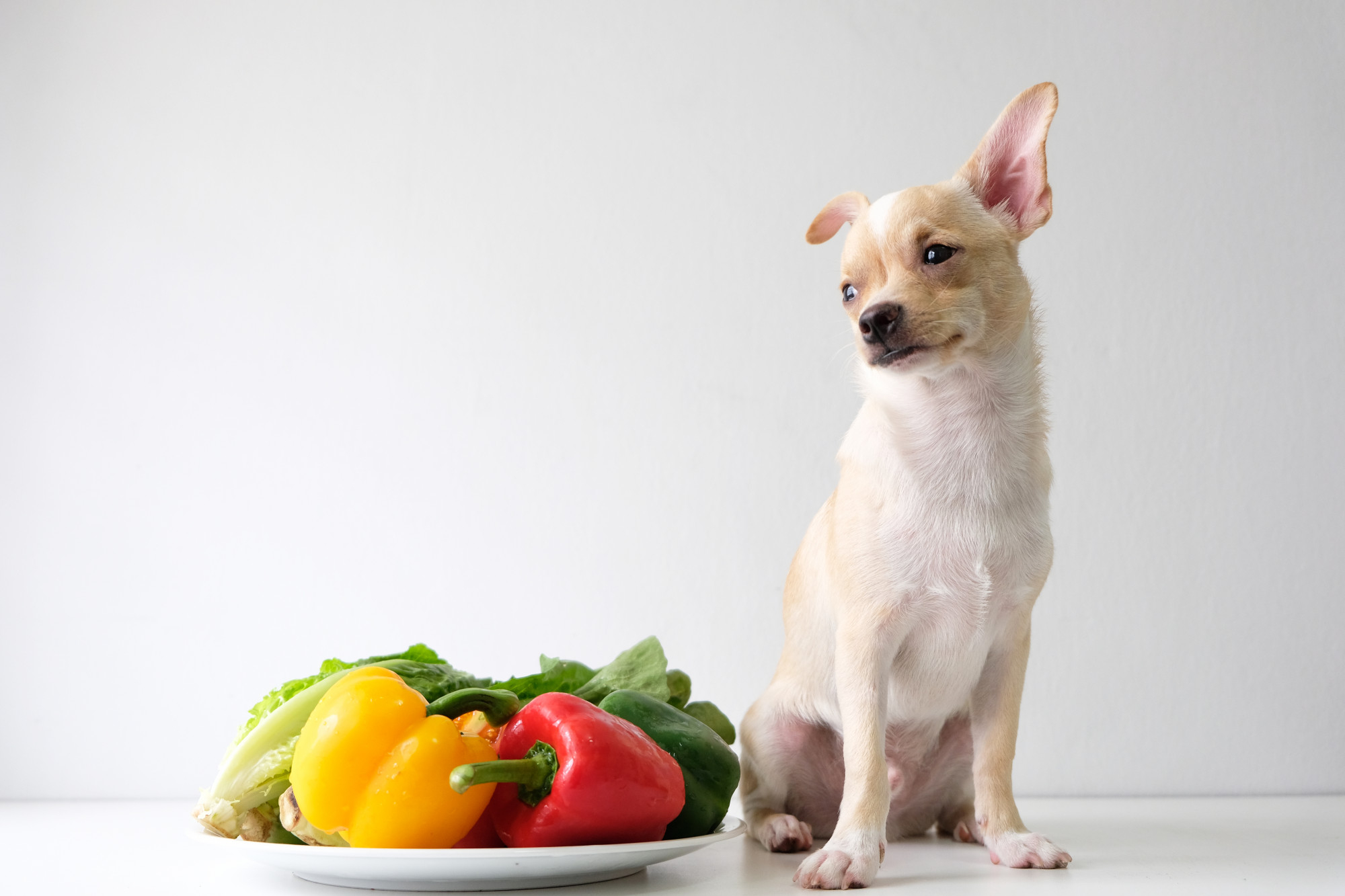 Can Puppies Have Celery