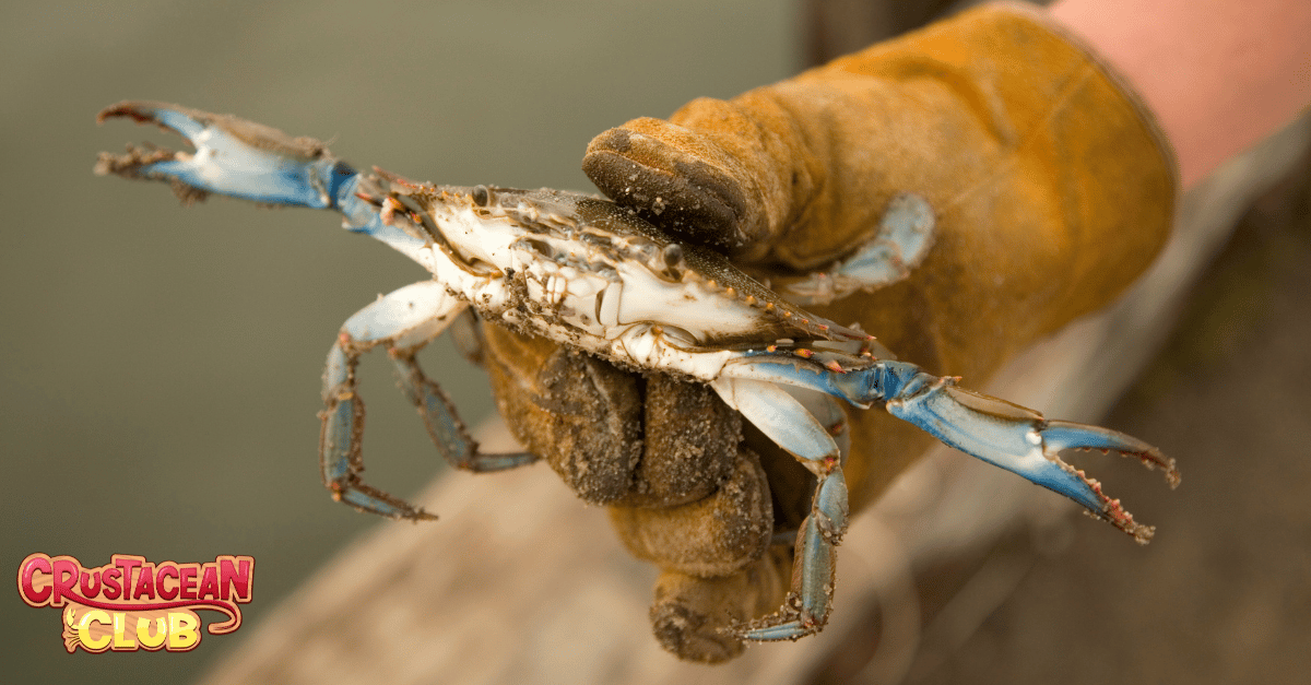 An image of a caught crab 