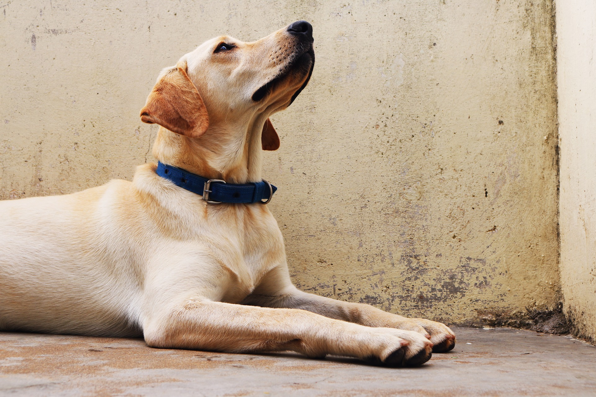 Is lab a good guard dog? guard dog