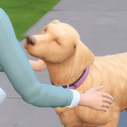 Pet Sitter Custom Career