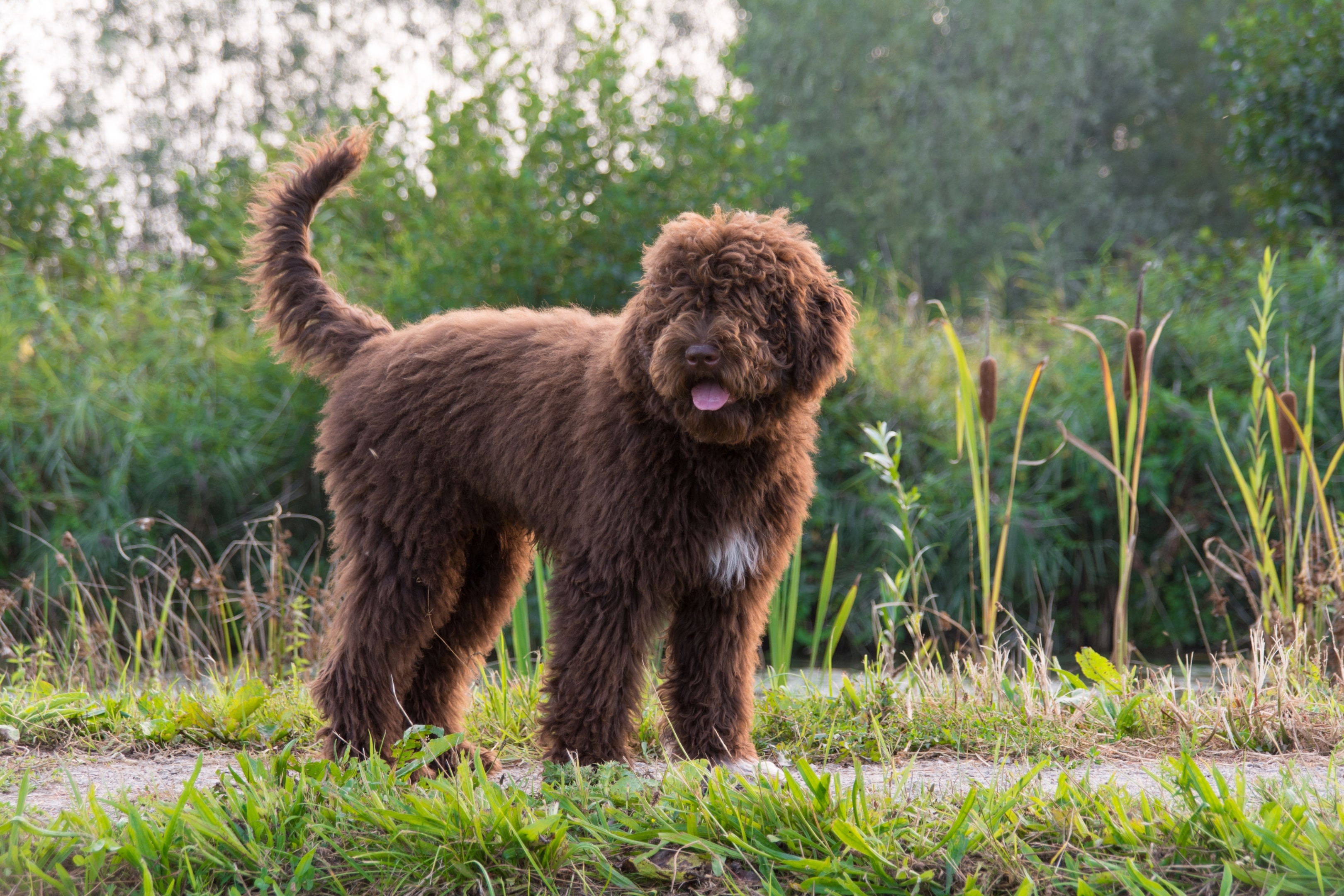 A Barbet dog standing by a creek outside