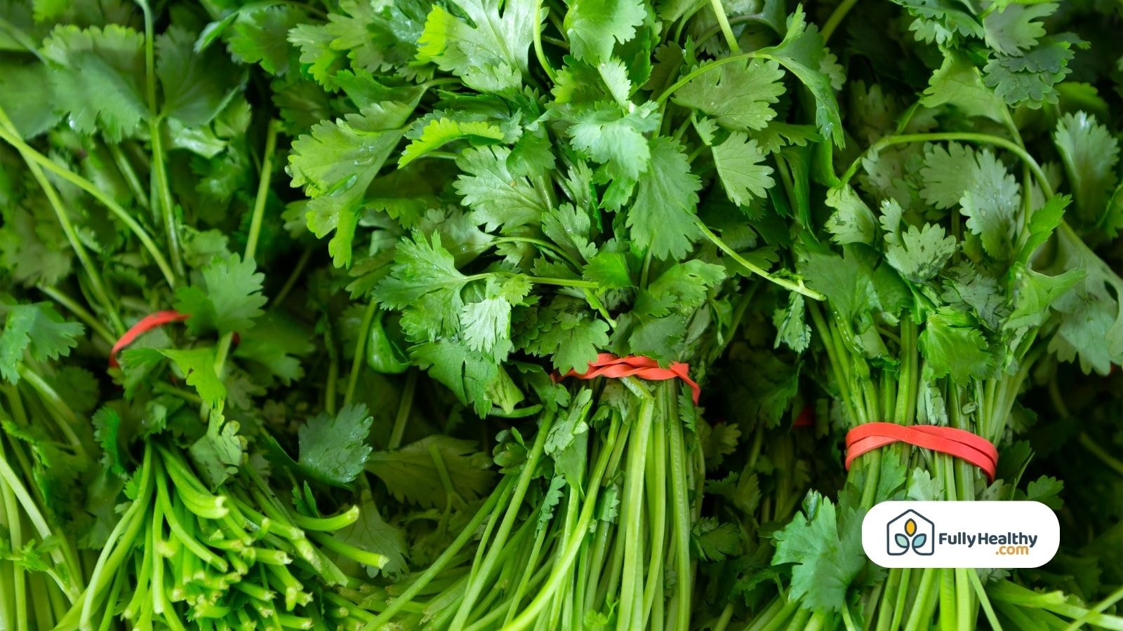 Bundled cilantro stems with rubber bands ready for kitchen use