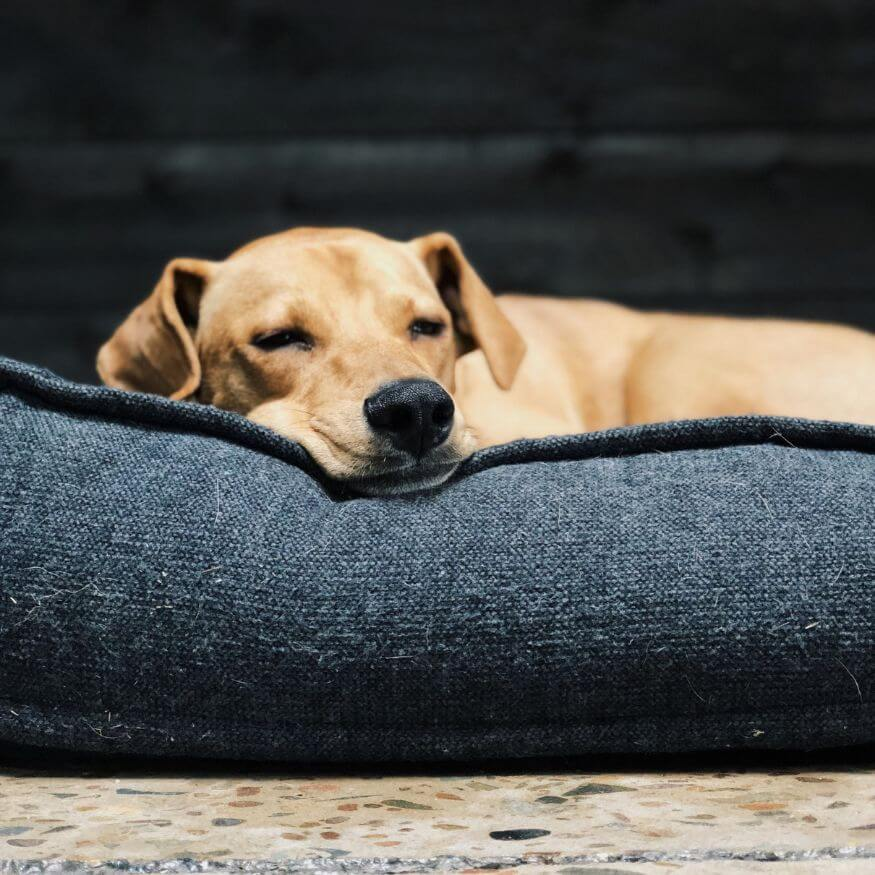yellow lab asleep in a blue dog bed