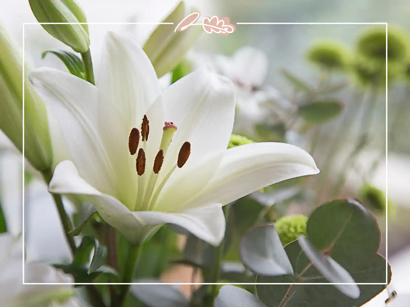 Elegant white lily in bloom with surrounding greenery. Fabulous Flowers and Gifts.