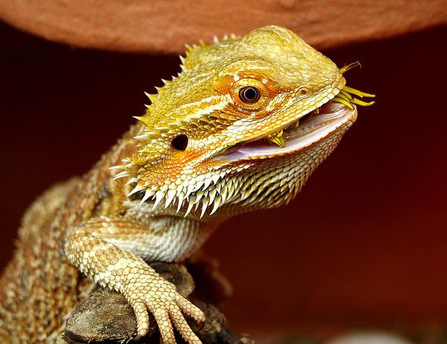 can bearded dragons see color