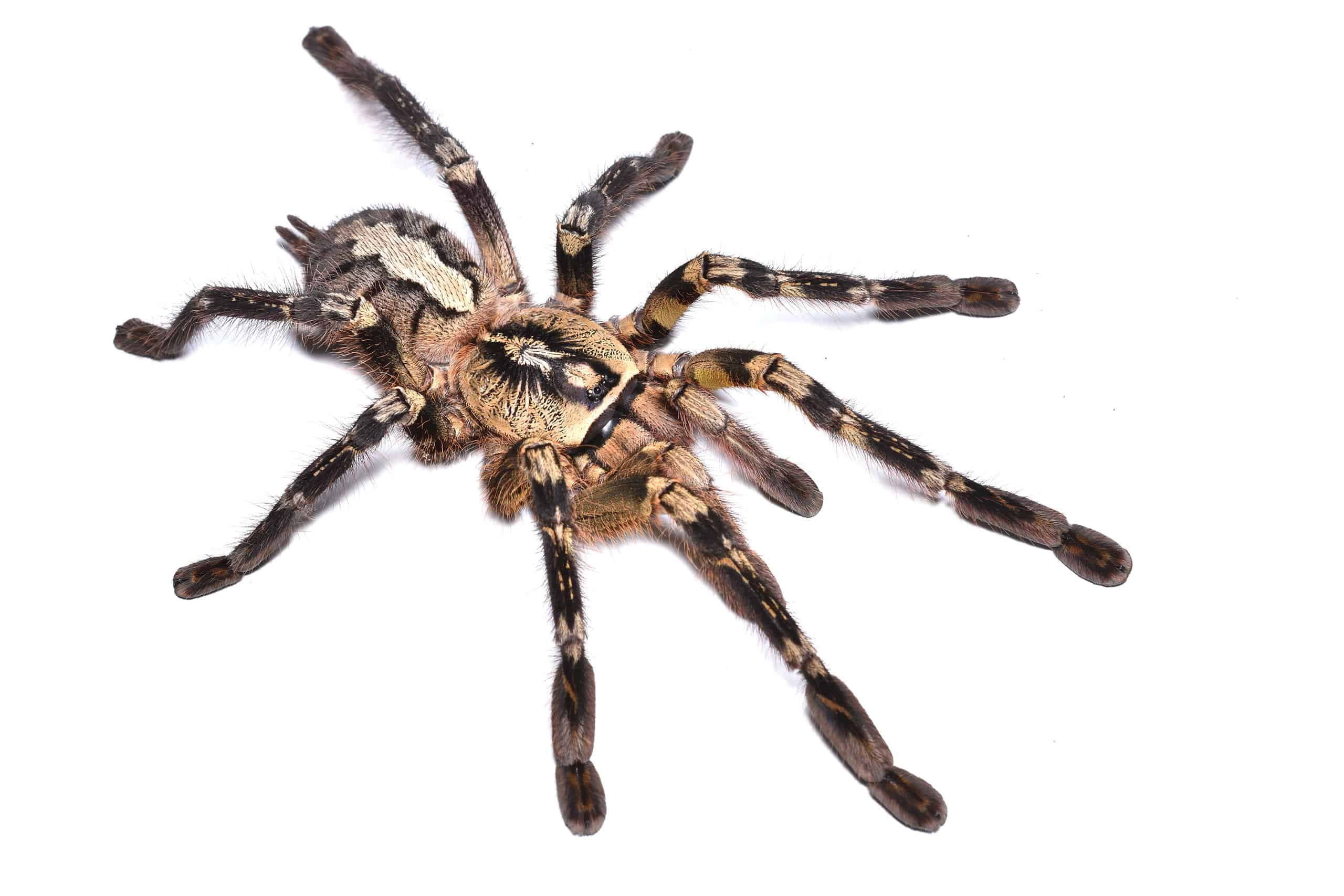 spider-luck-unraveling-the-myth-of-spiders-as-good-omens