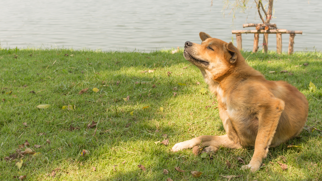 Jucken, Juckreiz, Symptome, Hund, Körper, Histamin