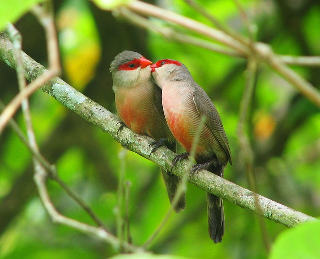 bird, kiss, nature
