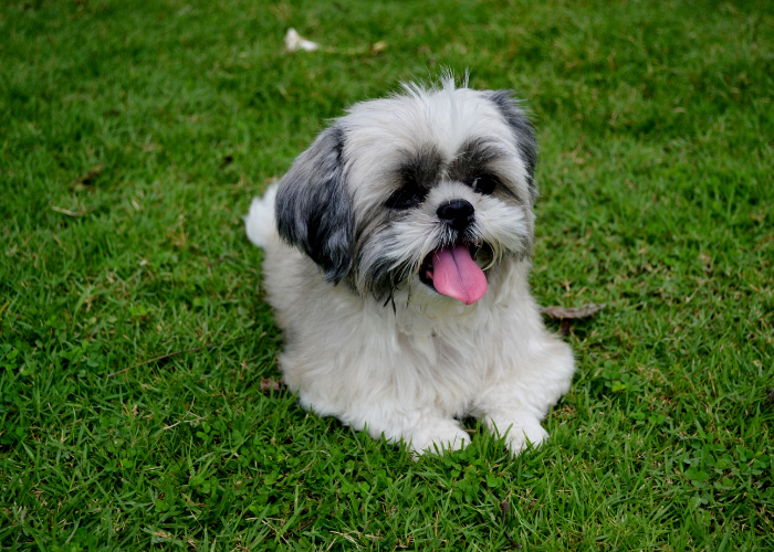 Shih Tzu breed with friendly personality