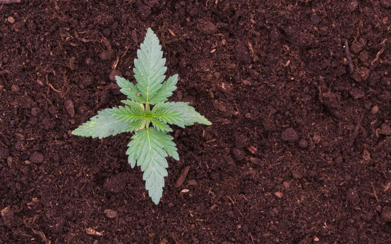 cannabis plant in soil