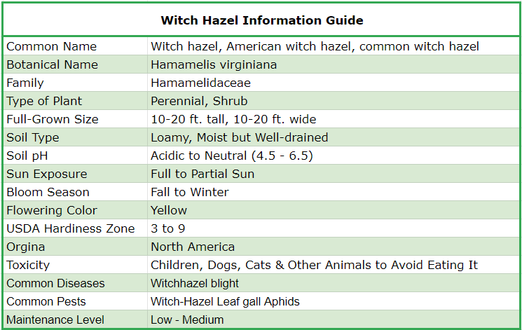 Planting Guide: Witch Hazel Plant Care - Shrubhub